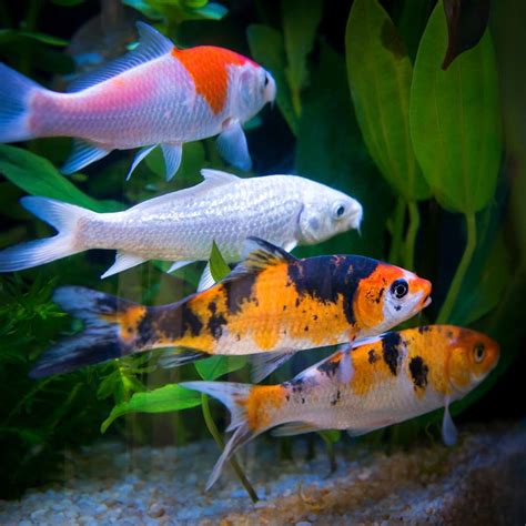 60 Koi Fish Names Inspiration And Meaning