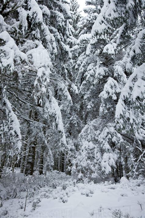 Snow Covered Woods Stock Photo Dissolve
