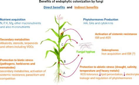 Benefits Provided To Plants By Endophytic Colonisation With Fungi