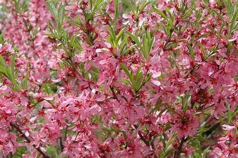 Russian Almond (Prunus tenella) in Winnipeg Whyte Ridge Lindenwoods Manitoba MB at Jensen's