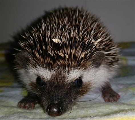 Hedgehog Herd Hedgehog Ville Toronto Hedgehog Breeder