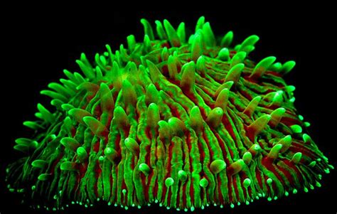 Coral Reefs Look Stunning Under Uv Light Others