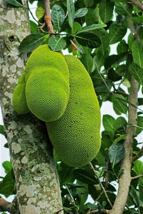And it grows on the branches — and the trunks — of trees that can reach 30, 40, 50 feet. The Jackfruit Tree | Jackfruit tree, Jackfruit, Fruit trees