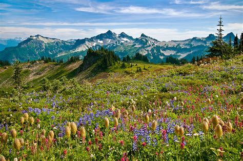 Wildflowers At Paradise Meadow Mount Rainier National Park Greg Vaughn Photography