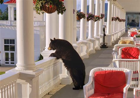 A Black Bear Was Spotted Taking In The View At This Luxury N H Hotel