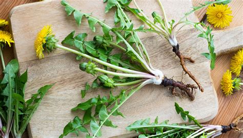 Functional Foods How To Cook With Dandelion Greens Reflections