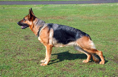 Pastor Alemán - Información sobre la raza de perros Pastor Alemán