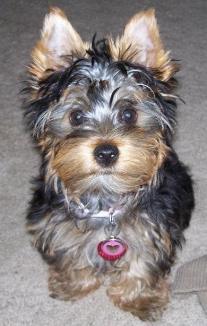 Puppies for sale in michigan will vary in prices due to a number of factors like breeder experience, breed, gender, coat color, and more. Mr. Puppy Pictures