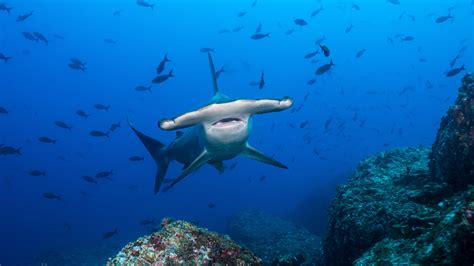 The Pros And Cons Of Being A Hammerhead Shark The New York Times