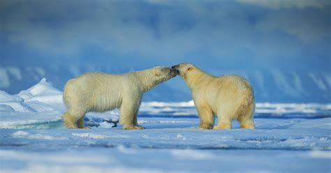 Persistent Pollutants Push Polar Bear Penises To Breaking Point