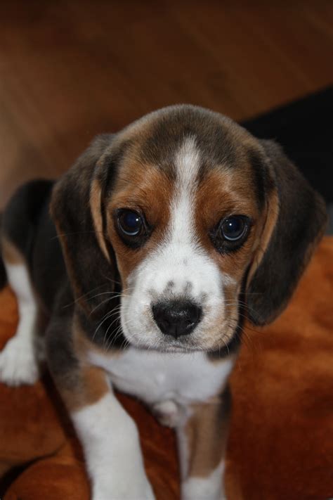 Beagle Puppy Howling