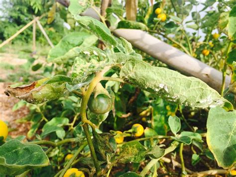 Zucchini leaves turn white when the plant is infected with a fungus called powdery mildew. Eggplant Leaves Turning White, Oh My! » Diagnosis & Control
