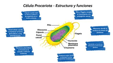 Estructura De La Célula Procariota Y Eucariota By Camila Alvarez On Prezi