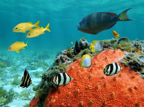 Coral Reef Fish Names Coral Reef In Bora Bora Stock Photo