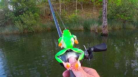 Fishing New Frogs Crazy Topwater Action Youtube