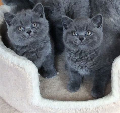 British Shorthair Cats For Sale Dallas Tx 239235