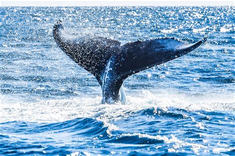 Whale tails and more | Christopher Martin Photography