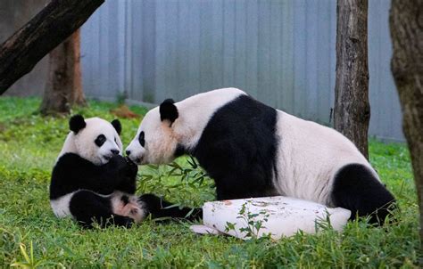 What Weve Learned From 50 Years Of Panda Conservation At The National