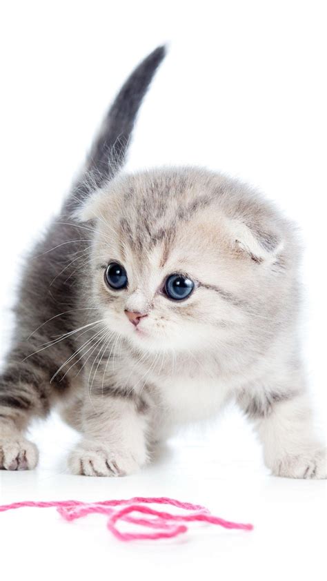 Very Cute Kitten Wallpapers Top Free Very Cute Kitten Backgrounds