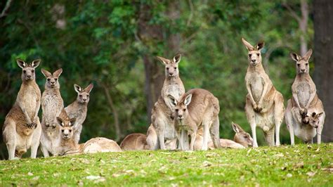 Lone Pine Koala Sanctuary Brisbane Queensland Attraction Expedia