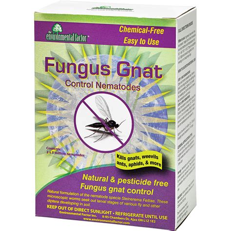 Fungus Gnat Nematodes The Environmental Factor