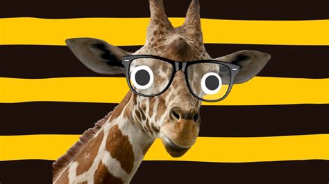 50 Giraffe Jokes Head And Shoulders Above The Rest