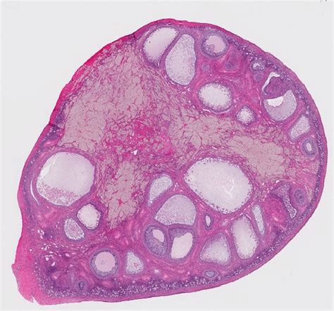 Corpus Luteum Definition And Function Biology Dictionary