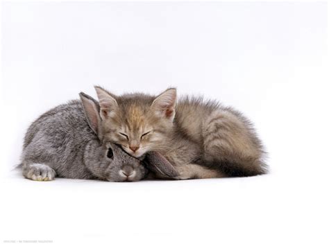 Help prepare your cat for the changes a baby brings in to a home. silver tortoiseshell kitten with silver dwarf lop eared ...