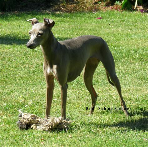 Viele hunde neigen dazu, ihr futter herunter zu schlingen. Welpen\Puppies