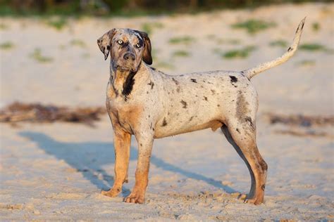 Catahoula Leopard Dog Growth Chart Weight Chart And Size Chart