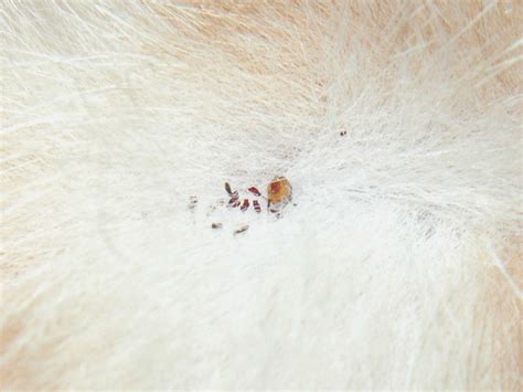 Bedbug control bedbug control, in past years, was performed using different classes of bedbugs now are, without a doubt, the most challenging pest that exterminators must deal with! Fleas outside apartment, fastest way to catch fruit flies ...