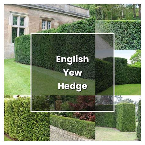 How To Grow English Yew Hedge Plant Care And Tips Norwichgardener