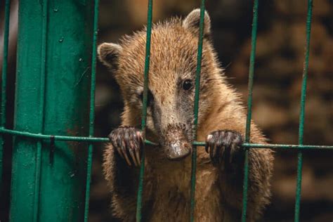 Should Animals Be Kept In Zoos The Minimalist Vegan