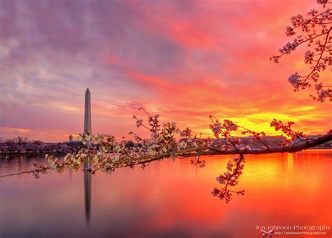 Beautiful Photo Of Cherry Blossoms And The Washington Monument At