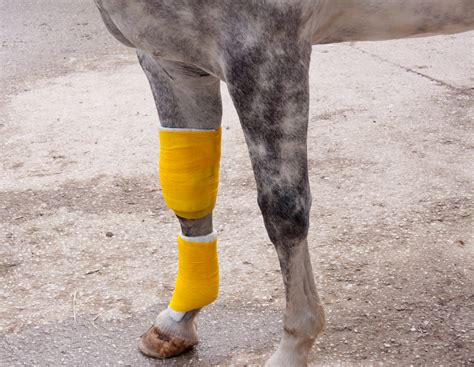 Why does he seem to trip over his own feet? Limping Horse? Assessing and Treating Lameness in Your ...
