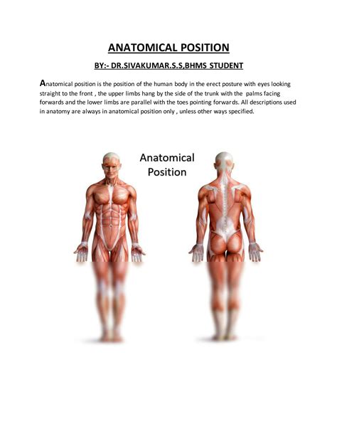 Solution Anatomical Position Studypool