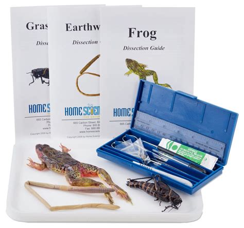 Introductory Dissection Kit Specimens Tools Guides Frog