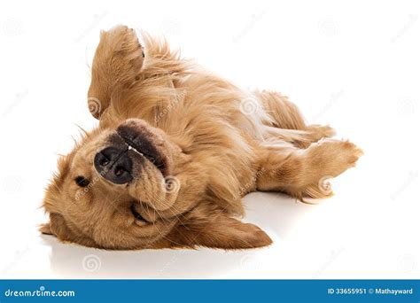 Golden Retriever Dog On His Back Stock Image Image Of Resting Cute