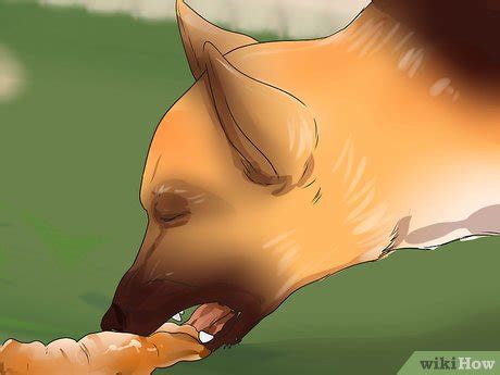 Diagnoses for canine pancreatic cancer. How to Diagnose Pancreatic Enzyme Deficiencies in German ...