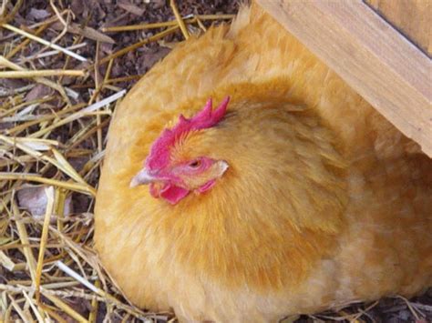 It is skittish and will need its feathers chickens egg laying reducing over time. Chicken Breeds Ideal for Backyard Pets and Eggs | HGTV