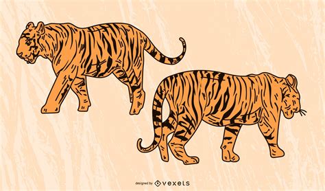 The Tiger Picture 12 Vector Vector Download