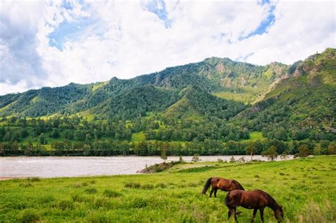 Premium Photo Nature Of Altai Mountains And Katun River And Wild