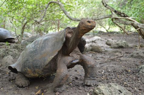 Best Ways To Discover The Unrivaled Galápagos Islands Wildlife