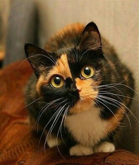 Beautiful Unique Markings Cute Cats And Kittens Gatos Razas De