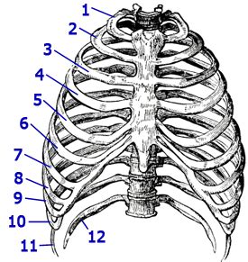 Abnormalities of the rib cage include pectus excavatum (sunken chest) and pectus carinatum (pigeon chest). Aliens, intercostal neuromas, & rib removal--A chest wall ...