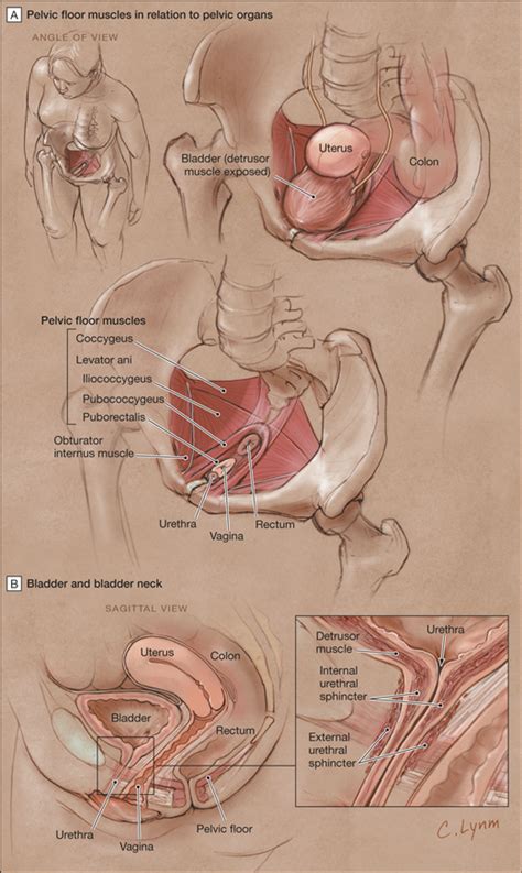 Typically i use goldbond in that area after showers. What Type of Urinary Incontinence Does This Woman Have? | Geriatrics | JAMA | JAMA Network