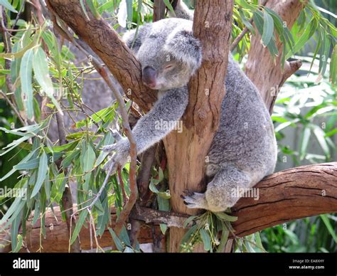 Koala Bear In A Eucalyptus Tree In Australia Stock Photo