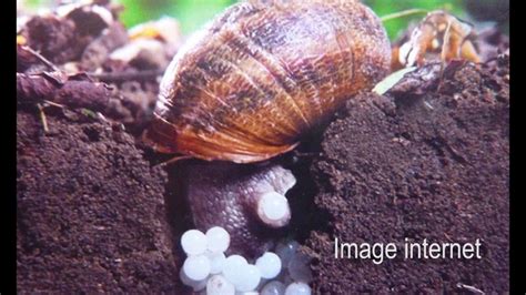 Oeufs Escargots -
