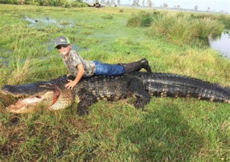 Massive 354 Kilogram Alligator Caught In Florida
