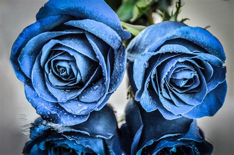 Bunga mawar biru asli home facebook sumber : 10 Bunga mawar biru